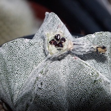 Astrophytum myriostigma seeds