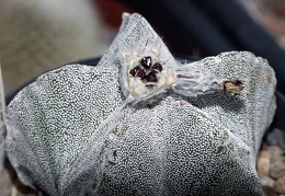 Astrophytum myriostigma seeds