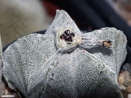 Astrophytum myriostigma seeds