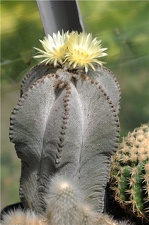 Astrophytum myriostigma v  columnare