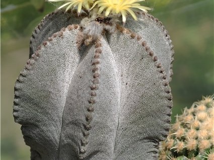 Astrophytum myriostigma v  columnare