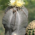 Astrophytum myriostigma v  columnare