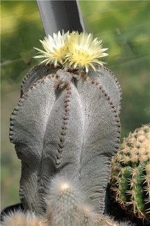 Astrophytum myriostigma v  columnare