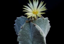 Astrophytum myriostigma v tulense Pechersky