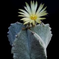 Astrophytum myriostigma v tulense Pechersky