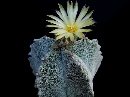 Astrophytum myriostigma v tulense Pechersky