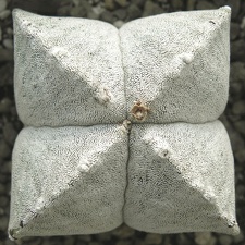 Astrophytum myriostigma var  quadricostatum