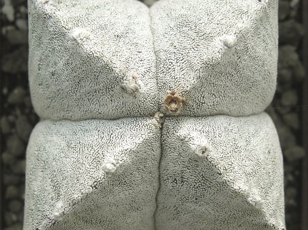 Astrophytum myriostigma var  quadricostatum