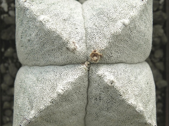 Astrophytum myriostigma var  quadricostatum