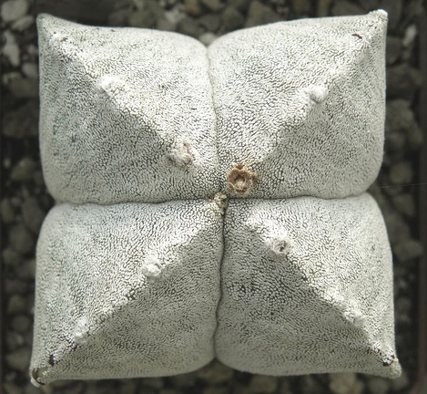 Astrophytum myriostigma var  quadricostatum