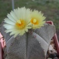 Astrophytum myriostygma