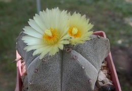 Astrophytum myriostygma