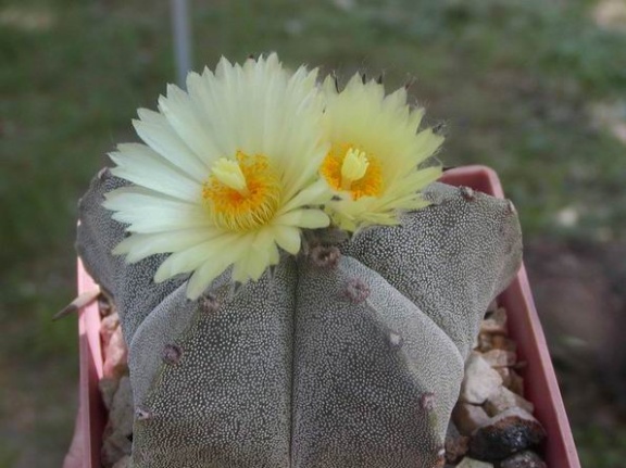 Astrophytum myriostygma