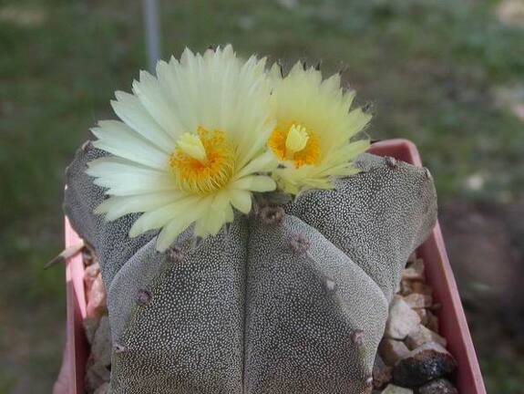 Astrophytum myriostygma