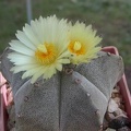 Astrophytum_myriostygma.JPG
