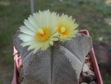 Astrophytum myriostygma
