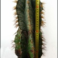 Astrophytum ornatum