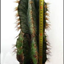 Astrophytum ornatum