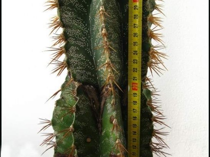 Astrophytum ornatum