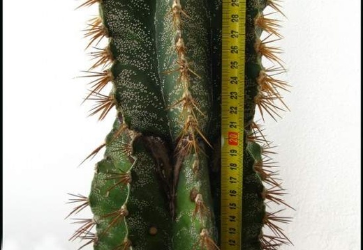 Astrophytum ornatum (3525 відвідувань) Фото Юрия Пикуля. Растения Агрофирмы "Квіти України&... Astrophytum ornatum