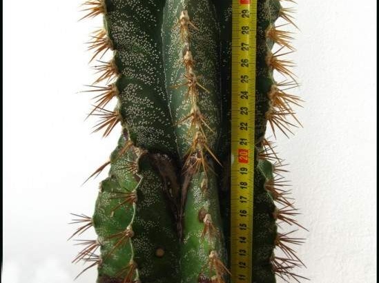 Astrophytum ornatum