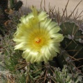 Astrophytum ornatum v  glabrescens