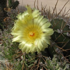 Astrophytum ornatum v  glabrescens