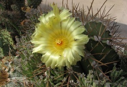 Astrophytum ornatum v  glabrescens