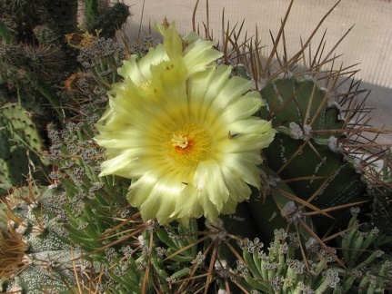 Astrophytum ornatum v  glabrescens