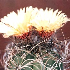 Astrophytum senile
