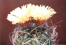 Astrophytum senile