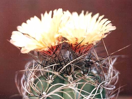Astrophytum senile