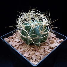 Astrophytum senile v aureum
