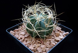 Astrophytum senile v aureum