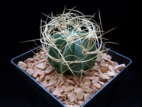 Astrophytum senile v aureum