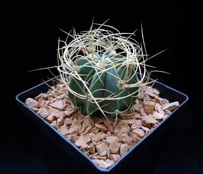 Astrophytum_senile_v_aureum.JPG