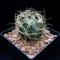 Astrophytum_senile_v_aureum.JPG