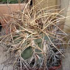 Astrophytum senile v aureum Burzak FG