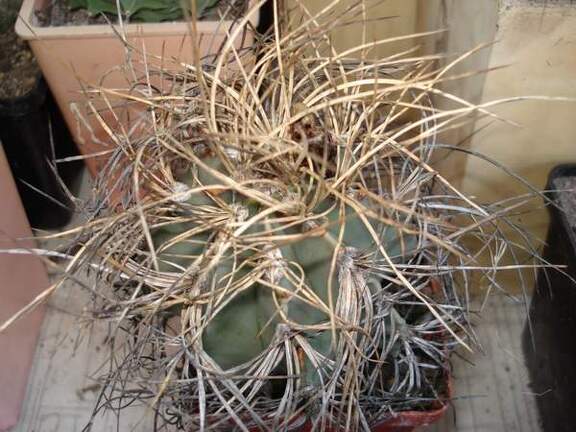 Astrophytum senile v aureum Burzak FG