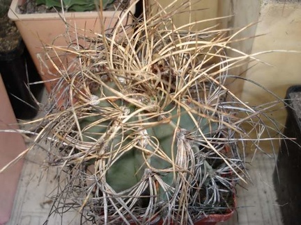 Astrophytum senile v aureum Burzak FG