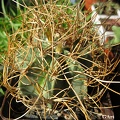 Astrophytum senile v. aureum 