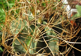 Astrophytum senile v. aureum 