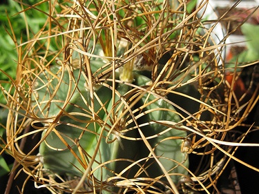 Astrophytum senile v. aureum 