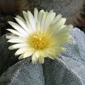 Astrophytum v  quadricostatum