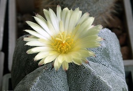 Astrophytum v  quadricostatum