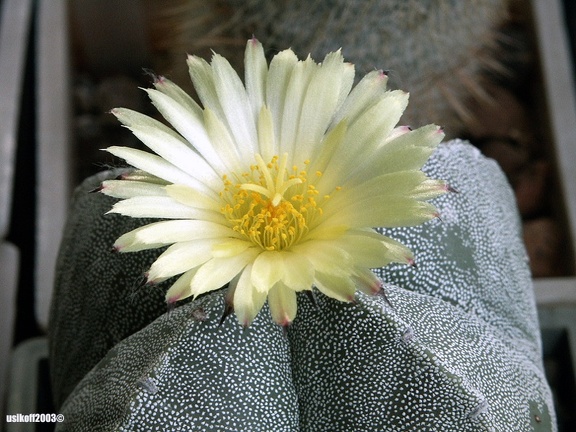 Astrophytum v  quadricostatum