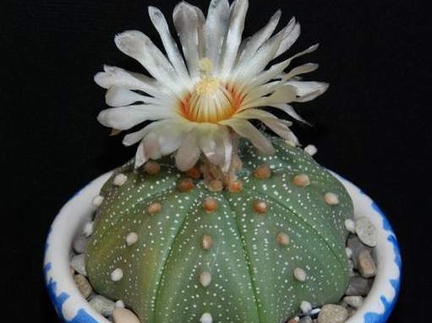 Ph Astrophytum  asterias Moksa