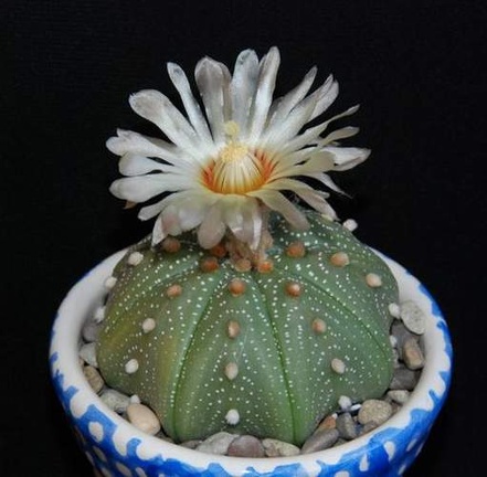 Ph Astrophytum  asterias Moksa