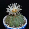 Ph Astrophytum  asterias Moksa
