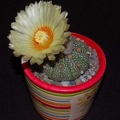 Ph Astrophytum asterias VitNat